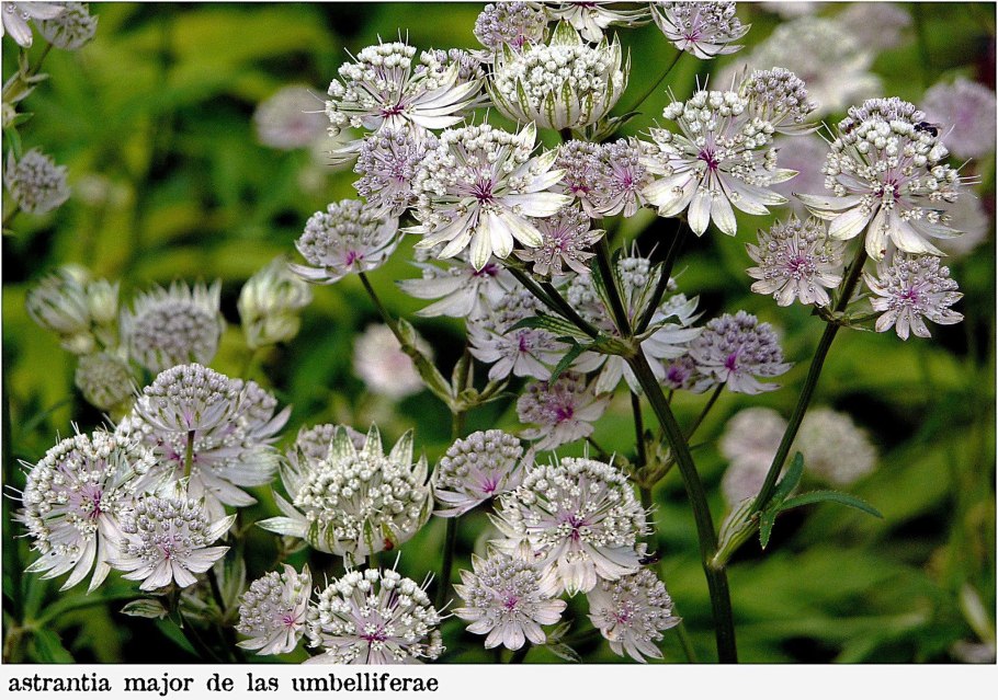 Астранция Major. Lars