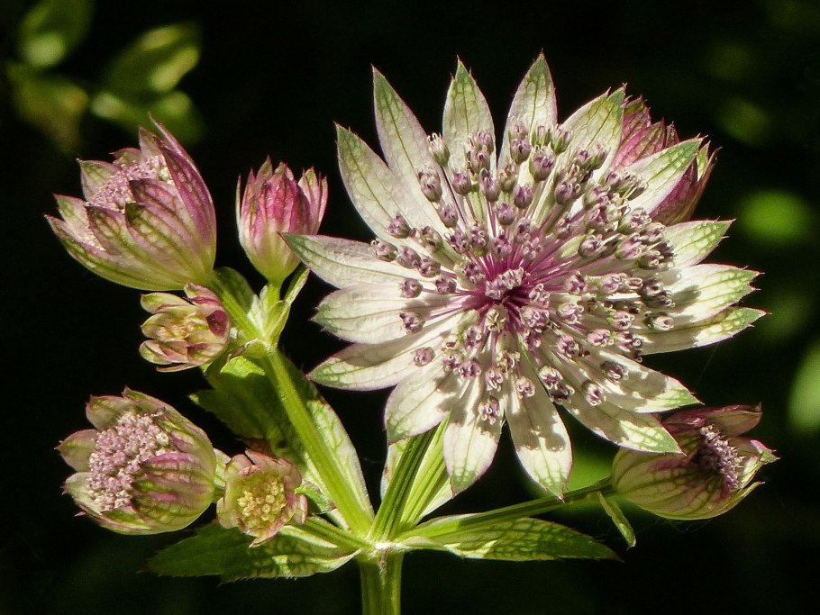 Астранция Рубра Astrantia rubra