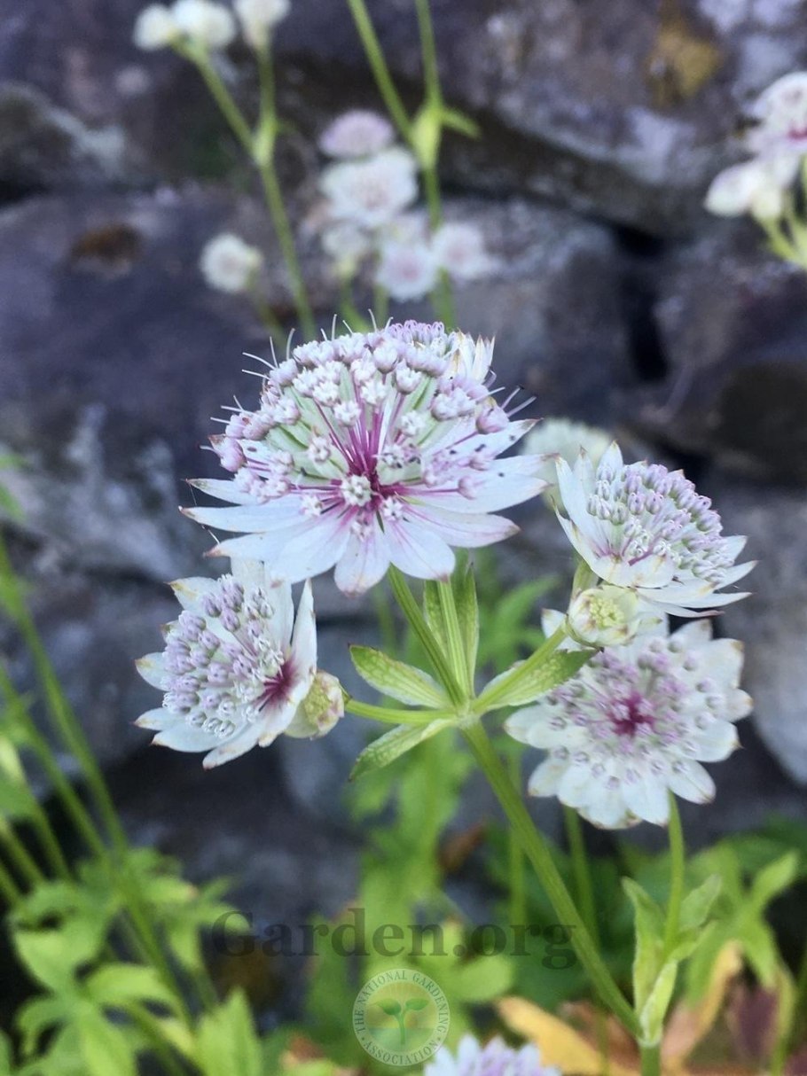 Астранция старс ред