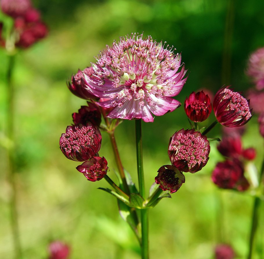 Астранция крупная Рим