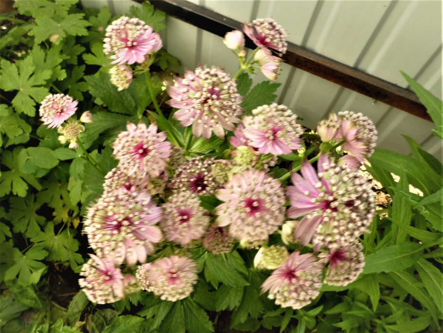 Астранция Лола