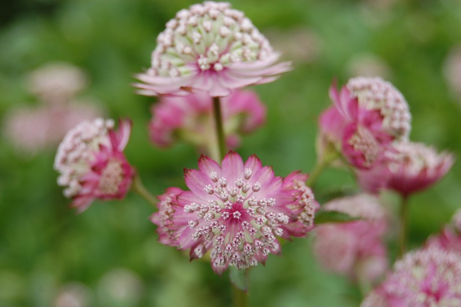 Астранция майор суперстар