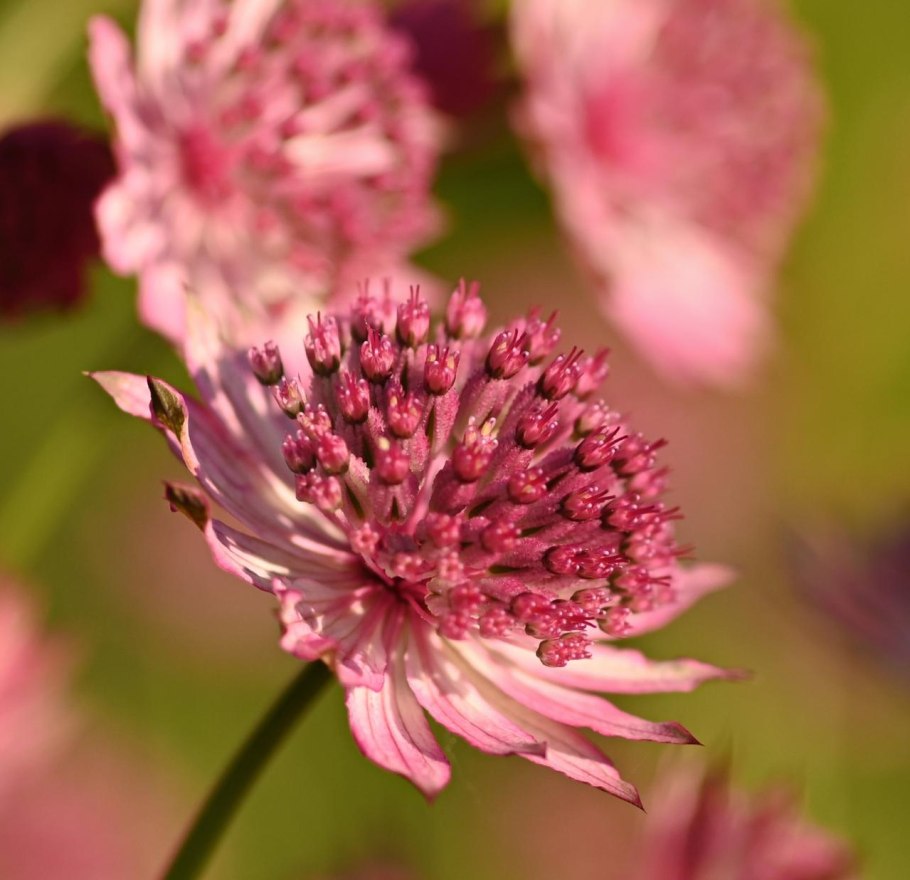 Астранция Midnight Owl