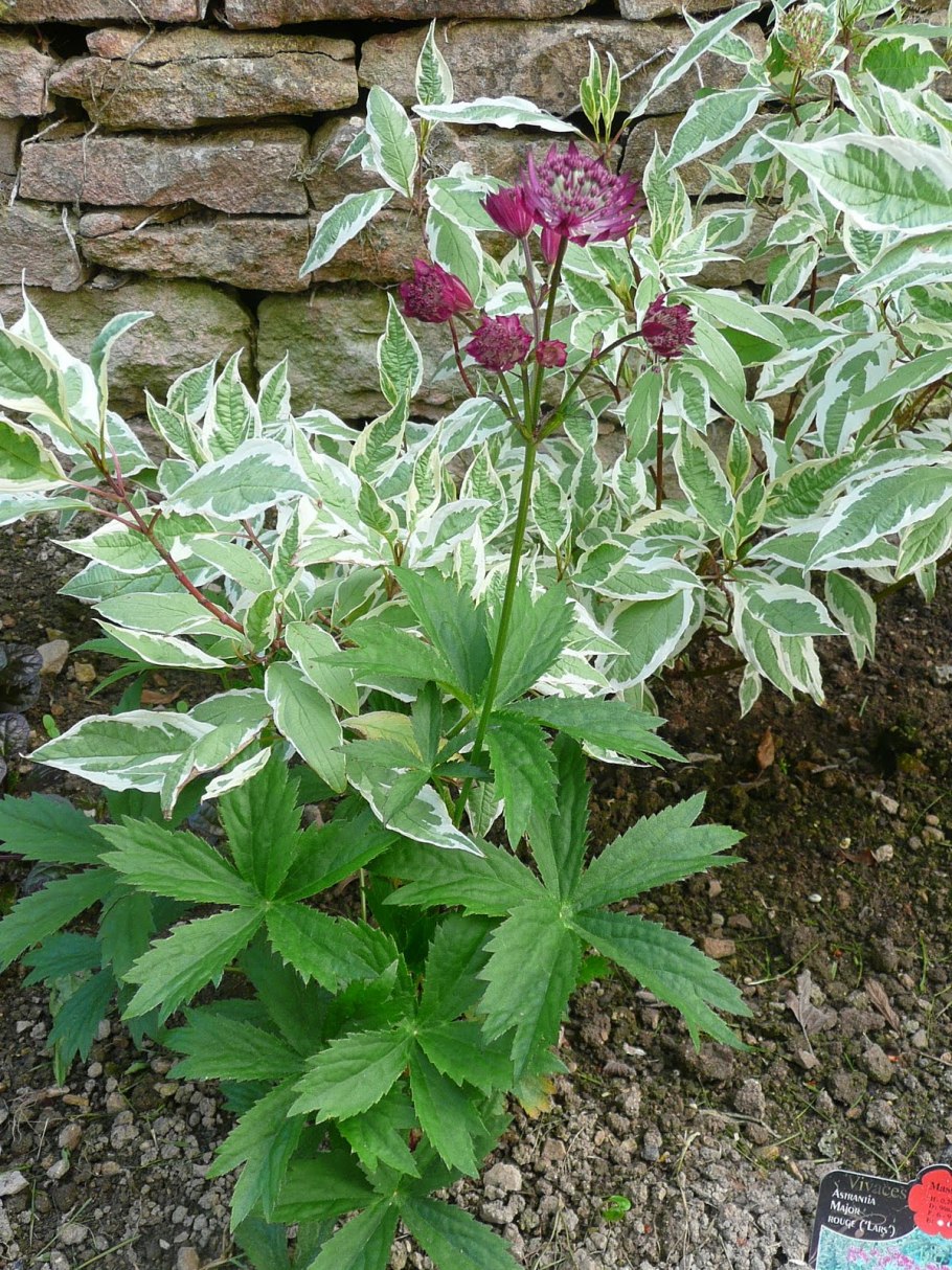 Астранция Major Buckland