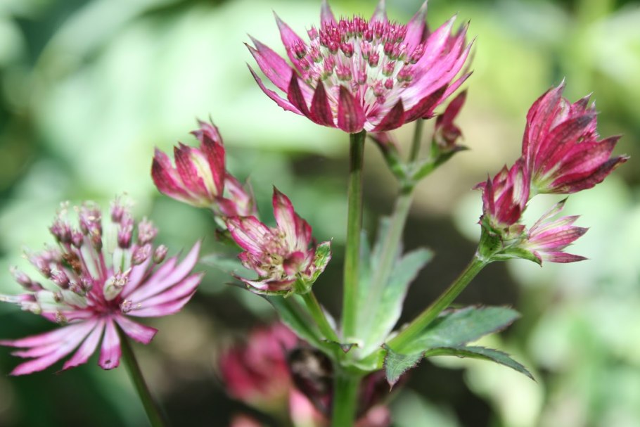 Астранция вайлд бело-зелёно-лимонная