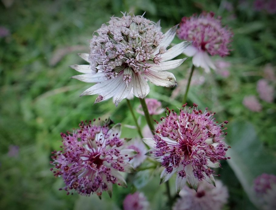 Astrantia Major Star of Love