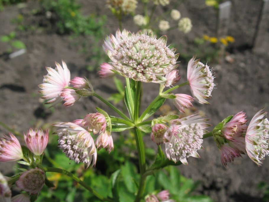 Astrantia Major rubra