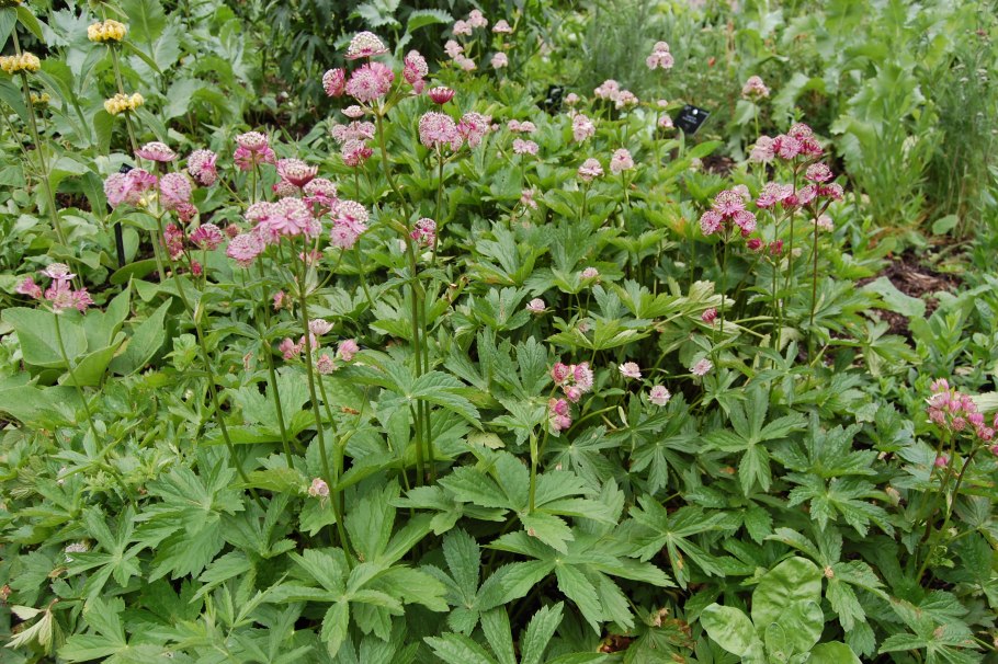 Астранция Эппл блоссом