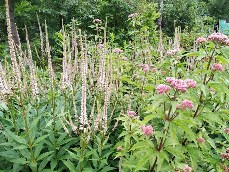 Астранция осенью