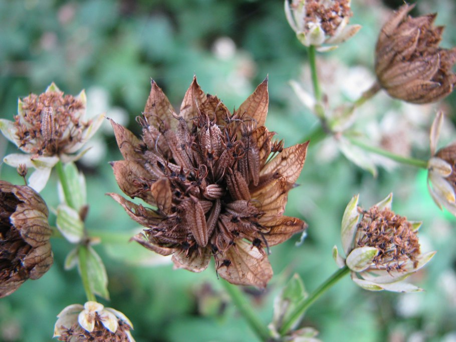Астранция крупная (Astrantia Major)