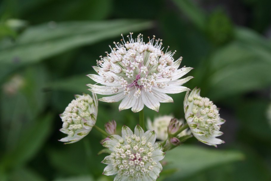 Астранция Руби Веддинг