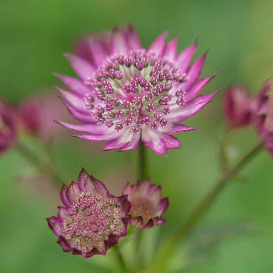 Астранция Стар оф Флейм