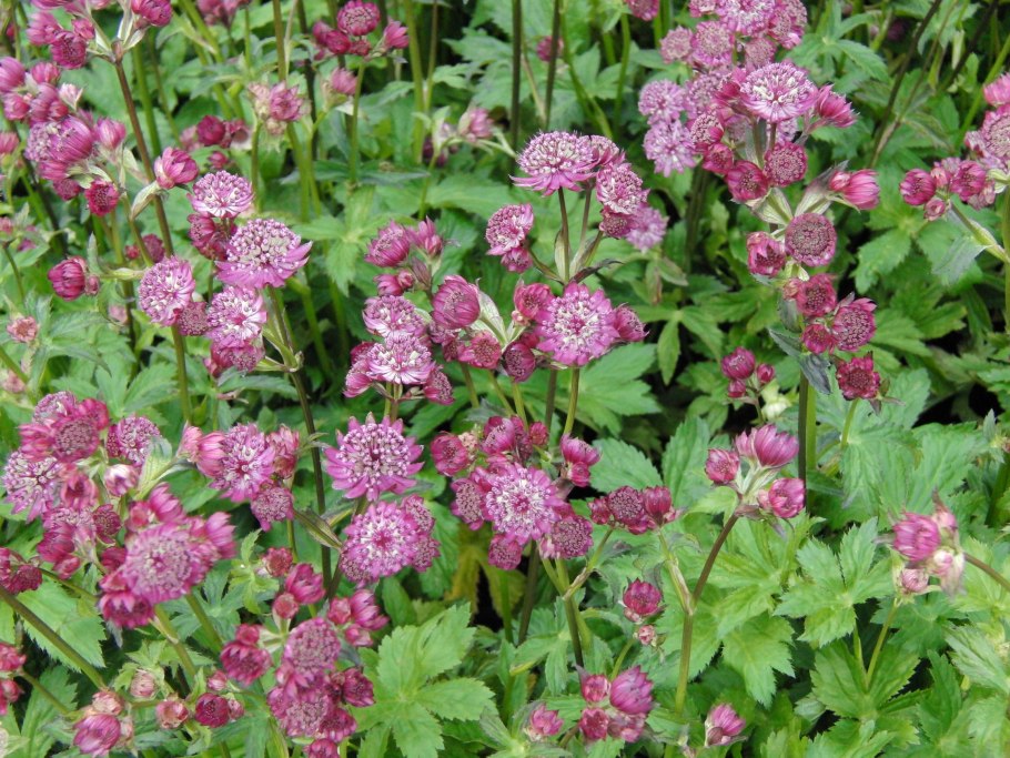 Астранция Милано