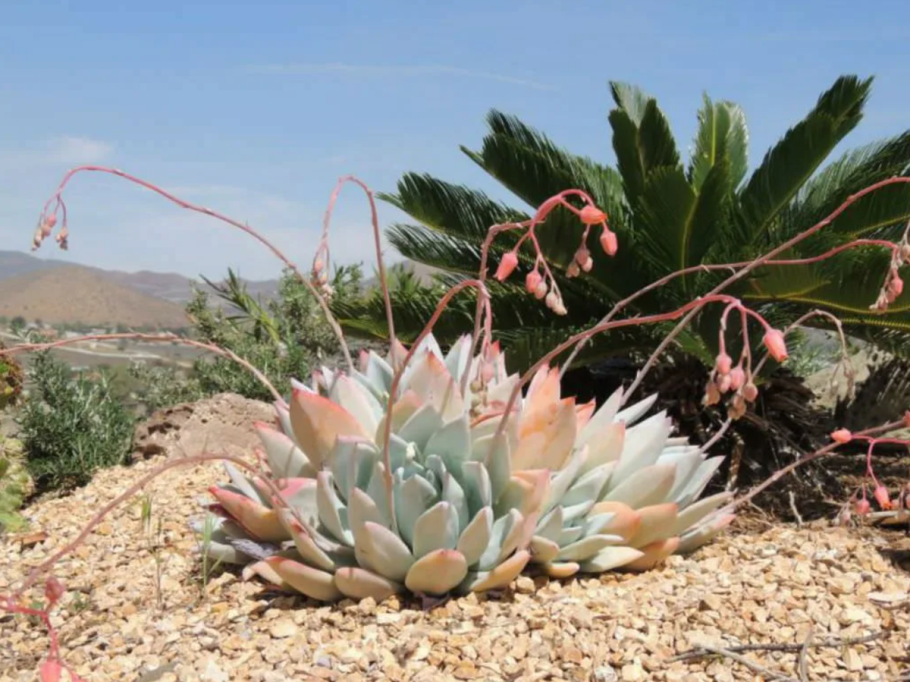 Кактус Чолла (Cholla)