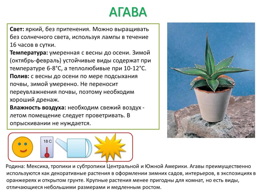 Кактусовые Cactaceae