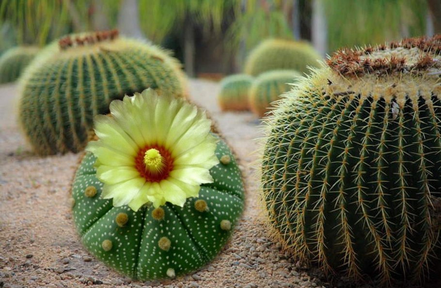 Echinocereus engelmannii