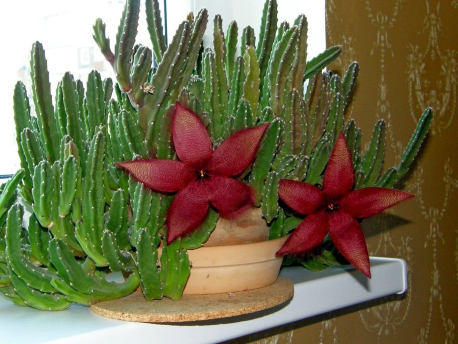 Эфемеры в пустыне