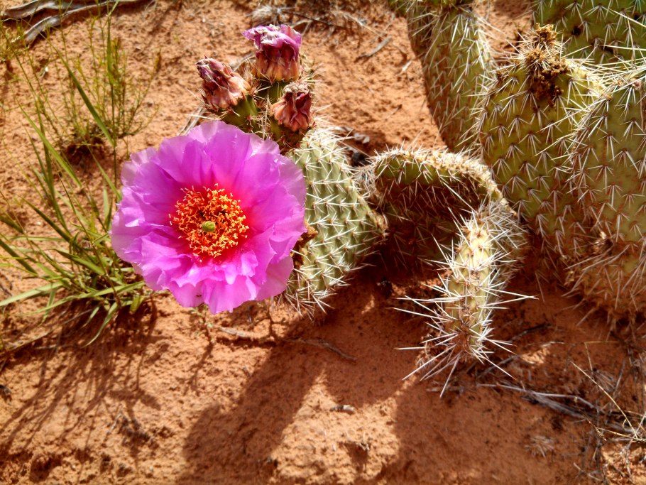 Опунция неколючая