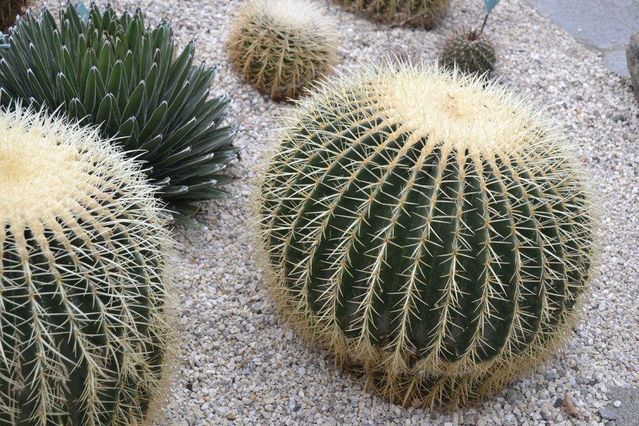 Растительный мир Турции