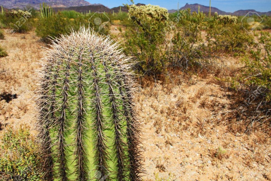 Euphorbia coerulescens