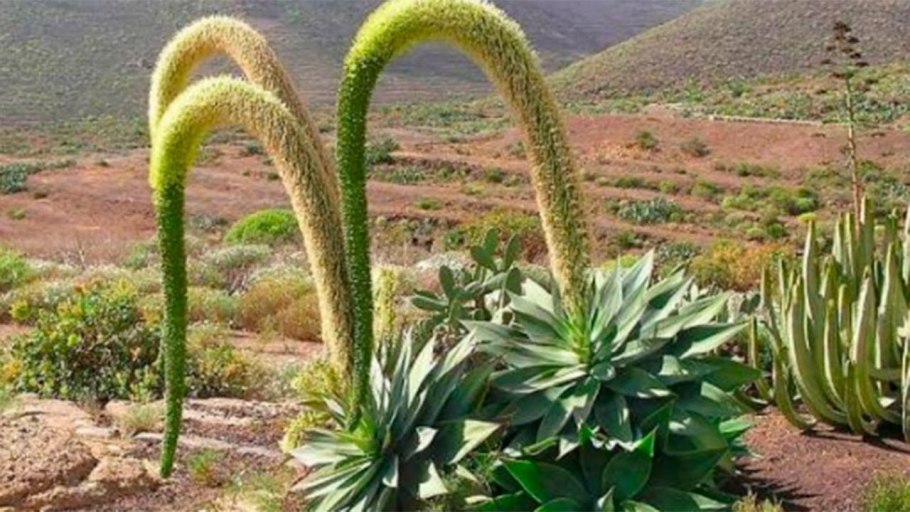 Молочай Канарский