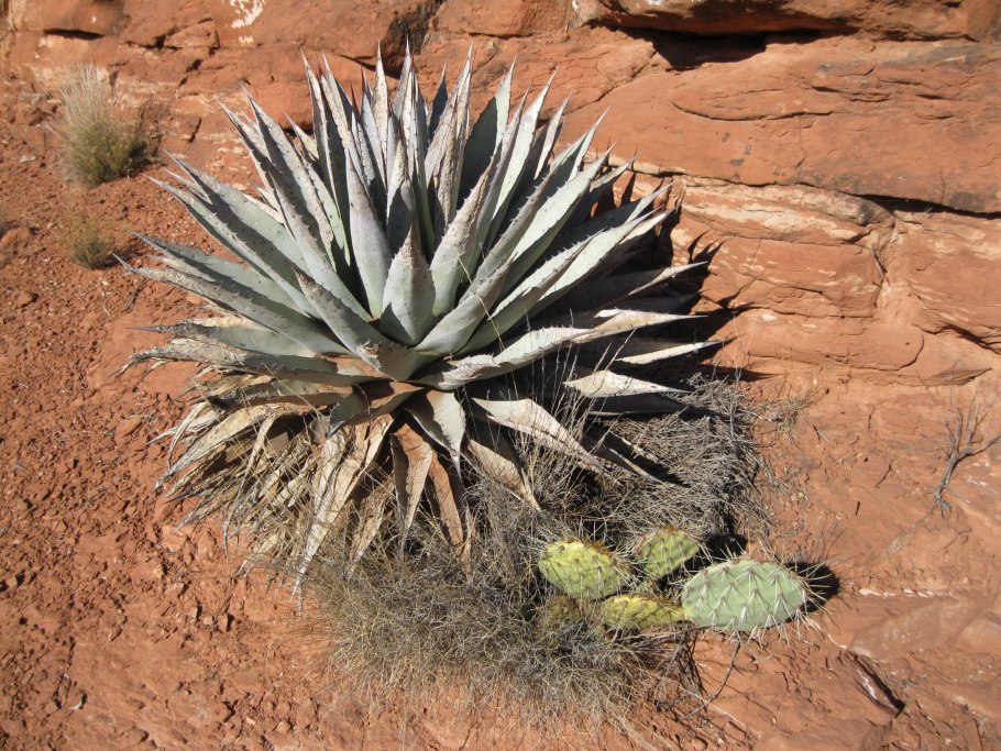 Агава Северной Америки