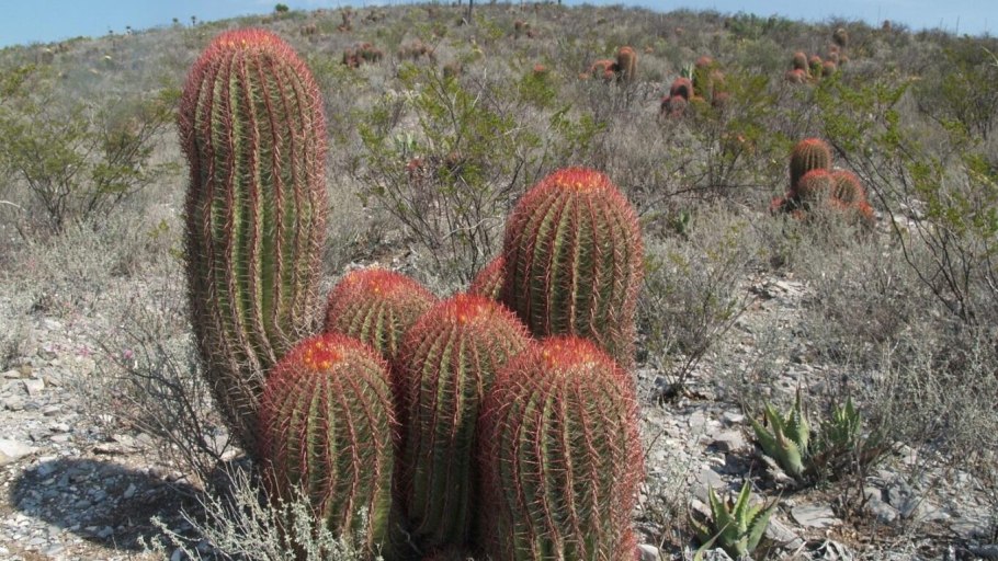 Молочай цереусовидный