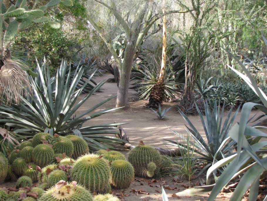 Desert botanical garden