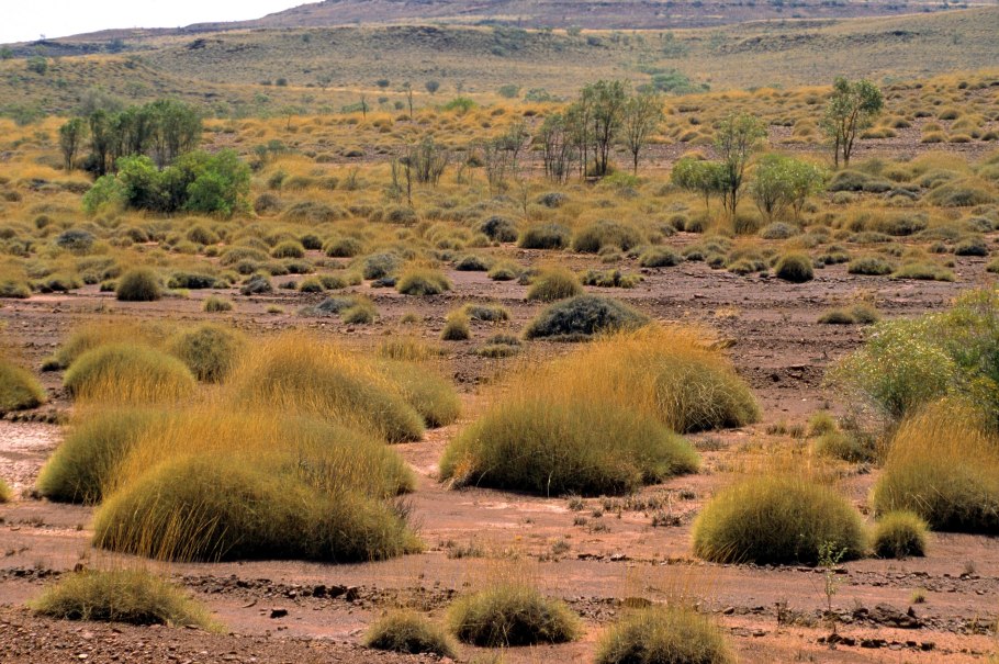 Кактусовые Cactaceae в природе