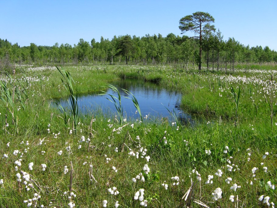 Пушица на болоте