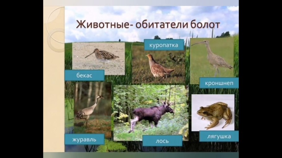 Какие животные обитают на болоте