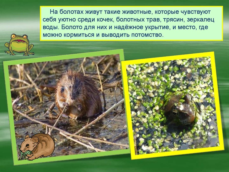 Животные обитающие на болотах