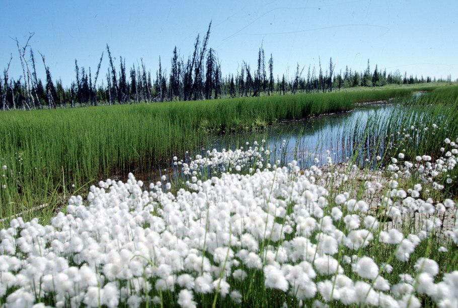 Водно Болотное угодье