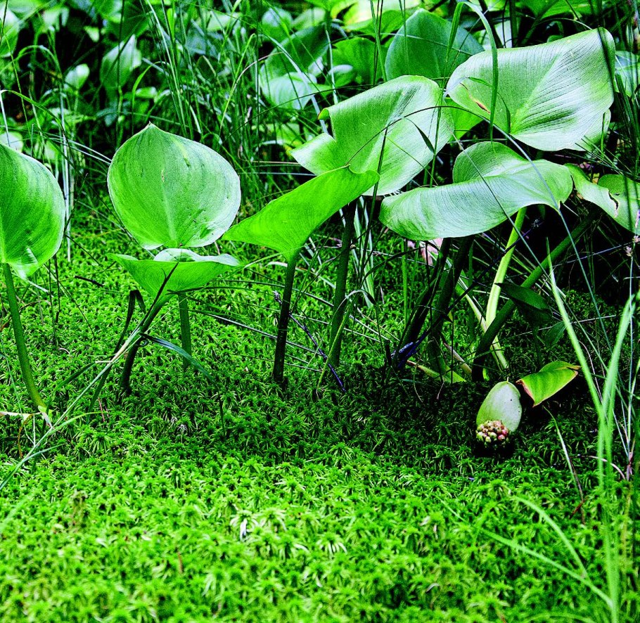 Осока растет на болоте