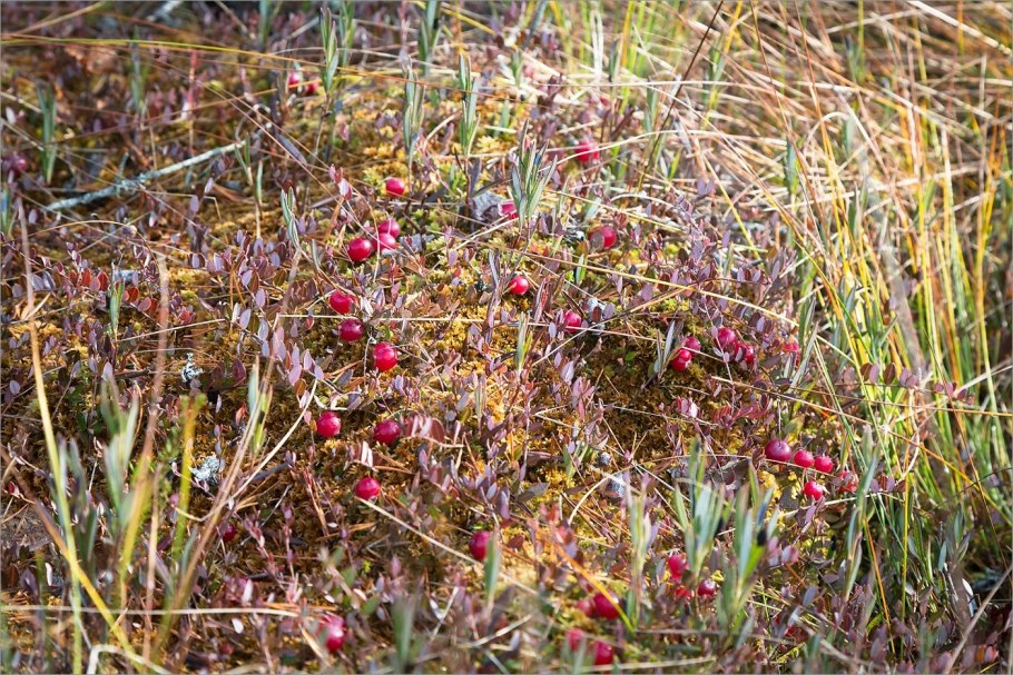 Клюква, багульник