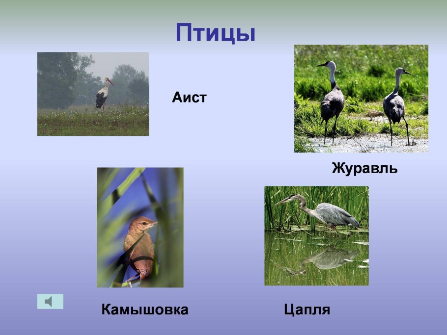 Листок Болотной кувшинки