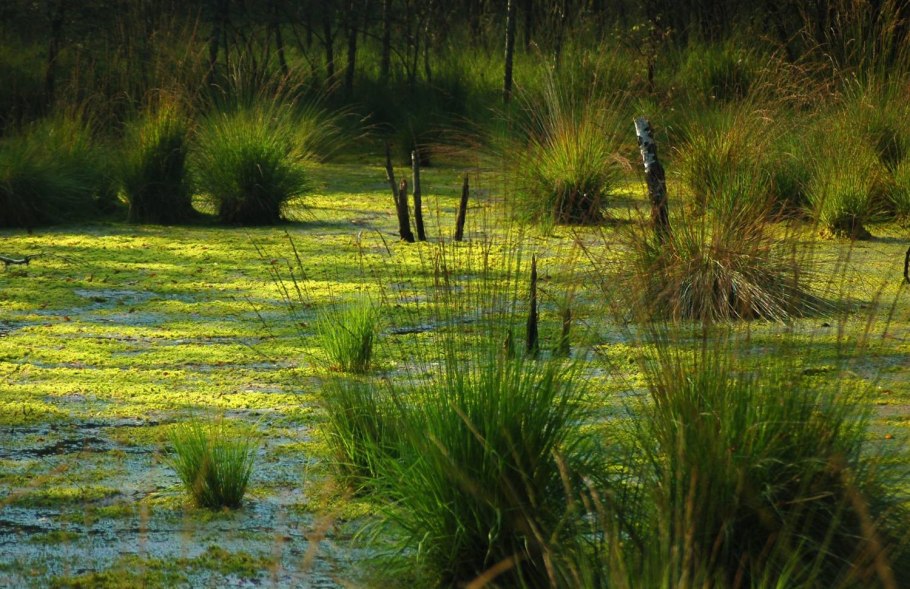 Болотные мшары