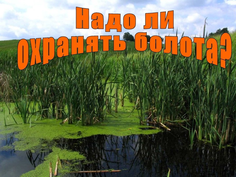 Саррацения на болоте