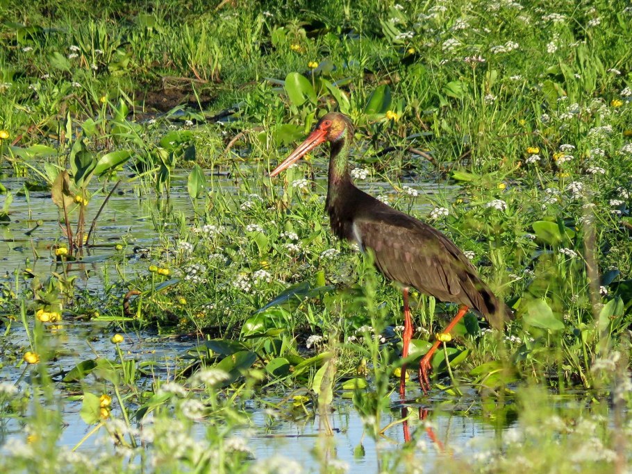 Болота презентация
