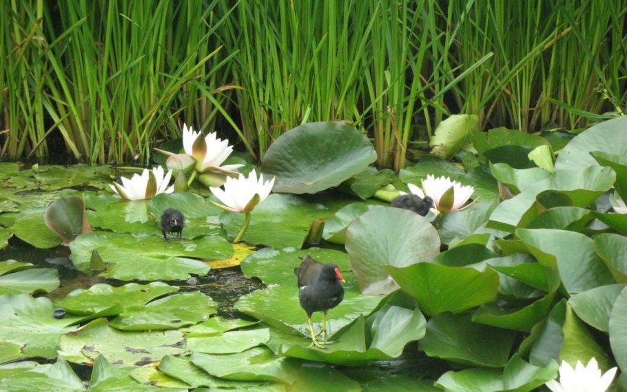 Болотная растительность