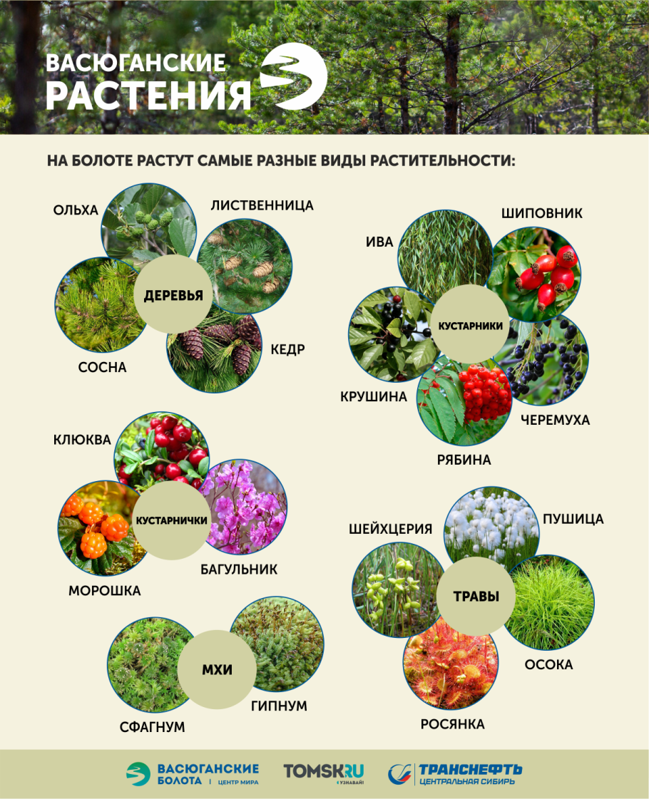 Растительность Васюганских болот