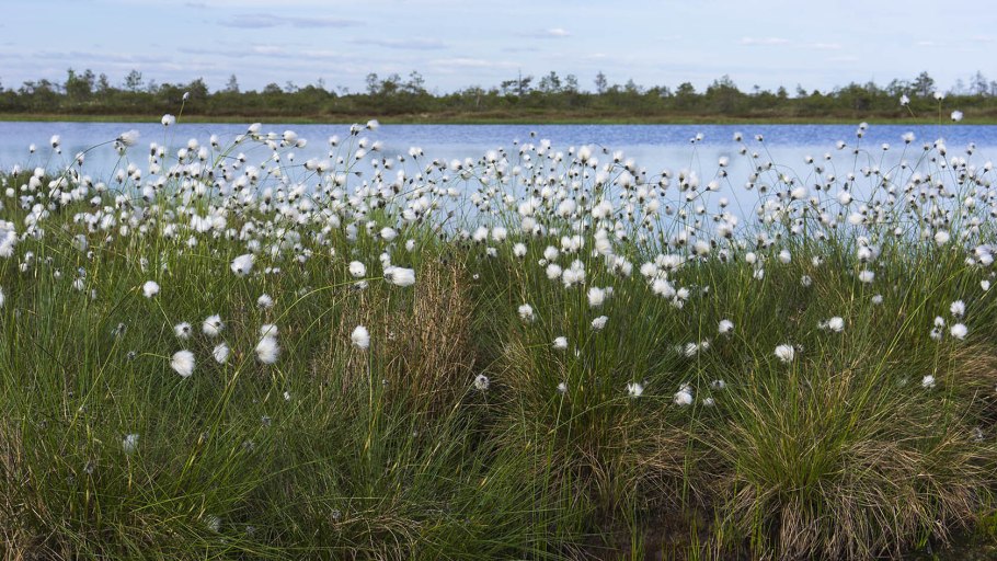Пушица в Карелии