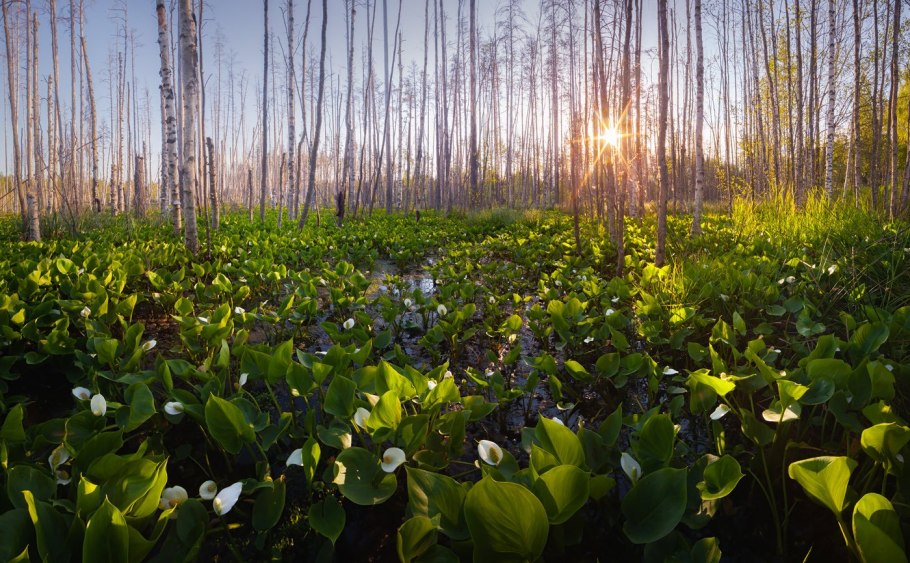 Кубышка кувшинка стрелолист
