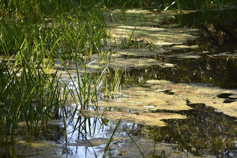 Ольшанское болото