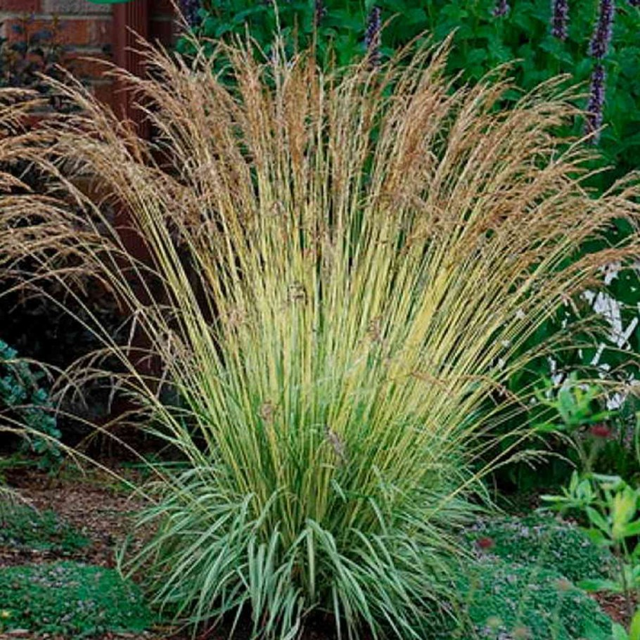 Пеннисетум лисохвостный Pennisetum alopecuroides Red head
