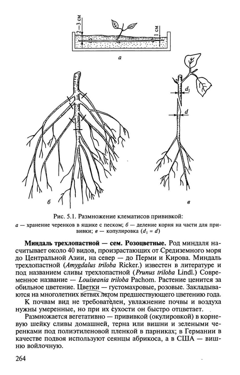 Размножение прививкой