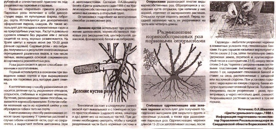 Боярышник корневыми черенками