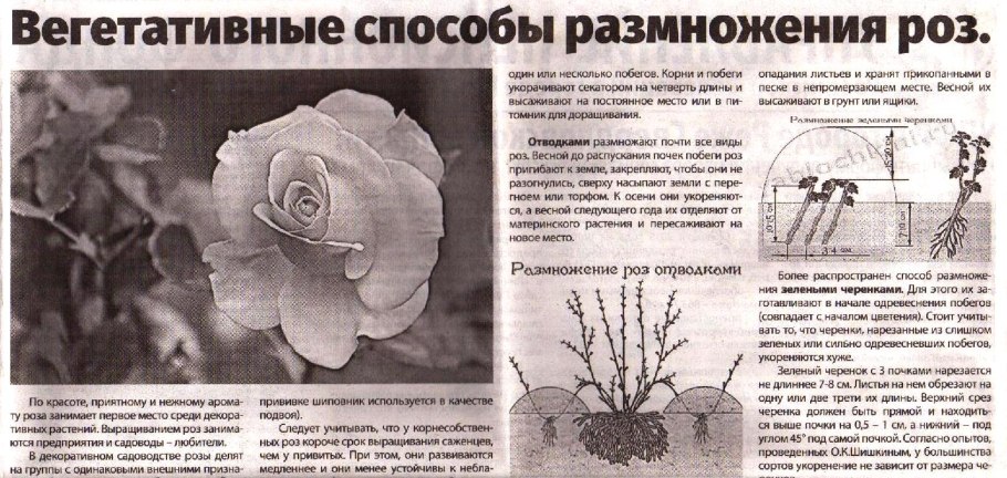 Прививка яблони весной