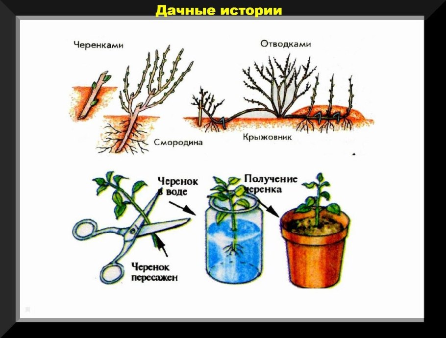 Прививка яблони на подвой