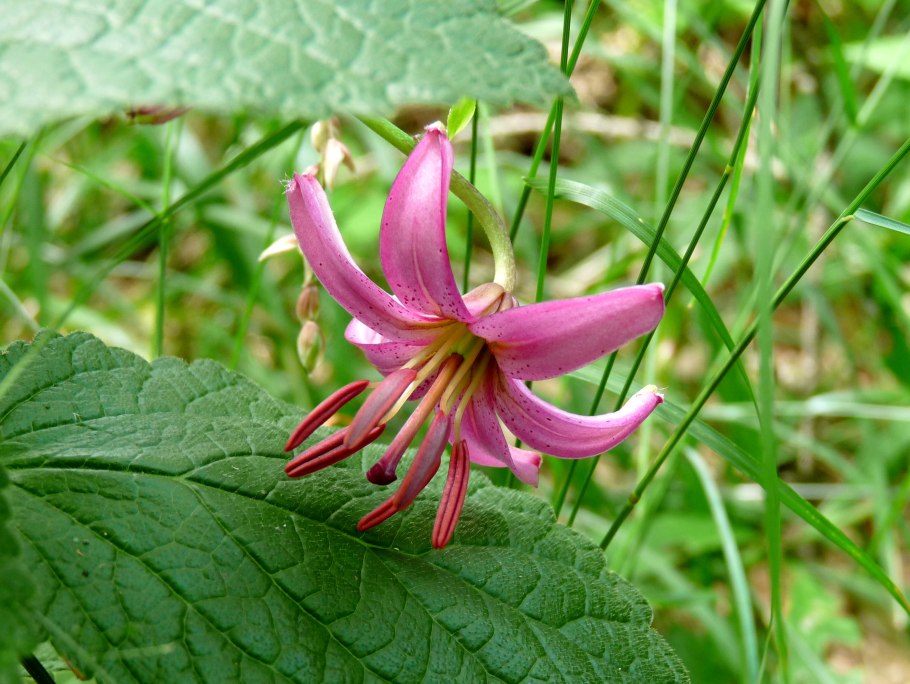 Лилия саранка оранжевая